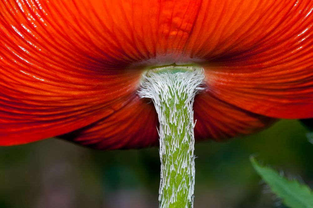 Mohnblüte in unserem Garten in Norddeutschland von Volker Weigelt Dr. 