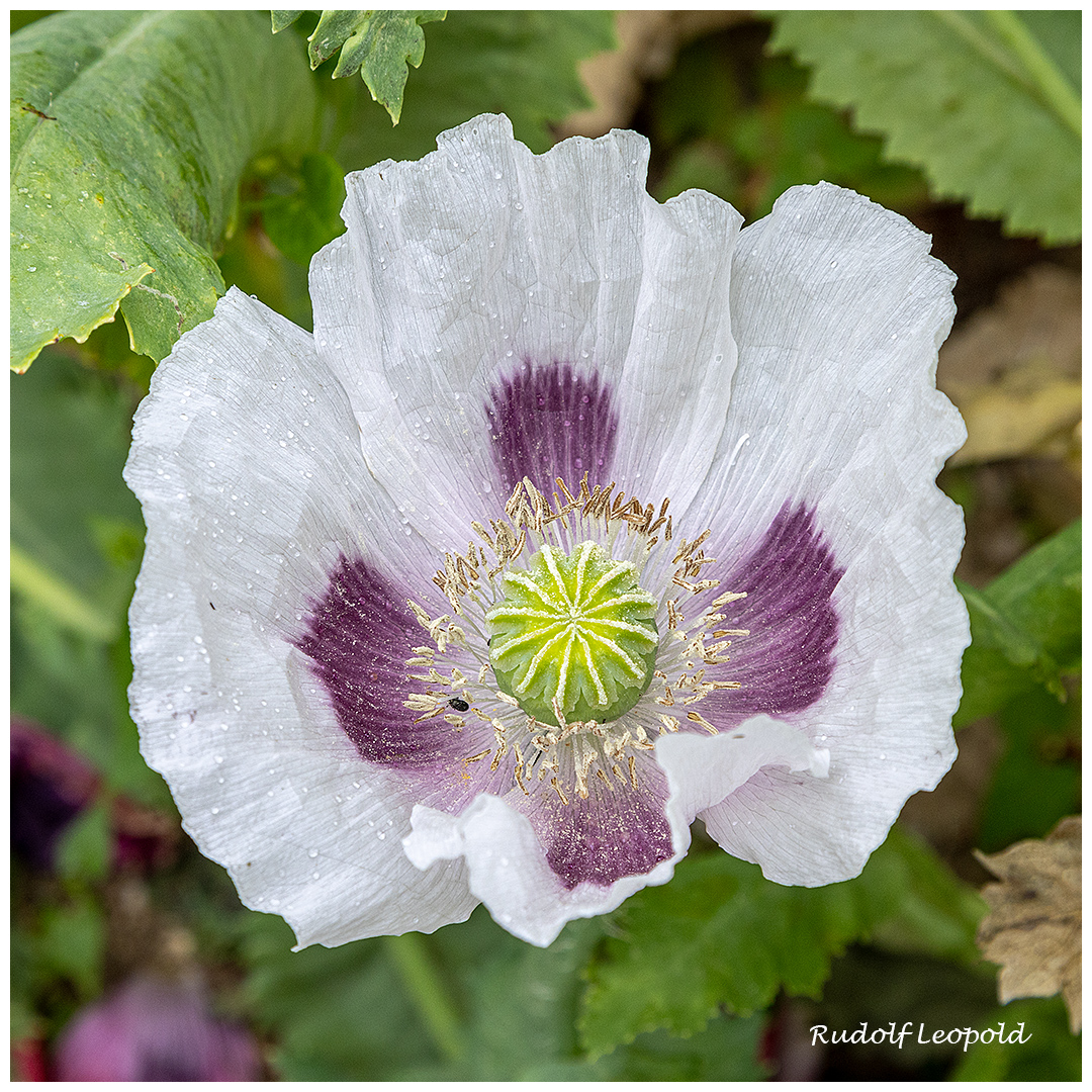 Mohnblüte in Weiß