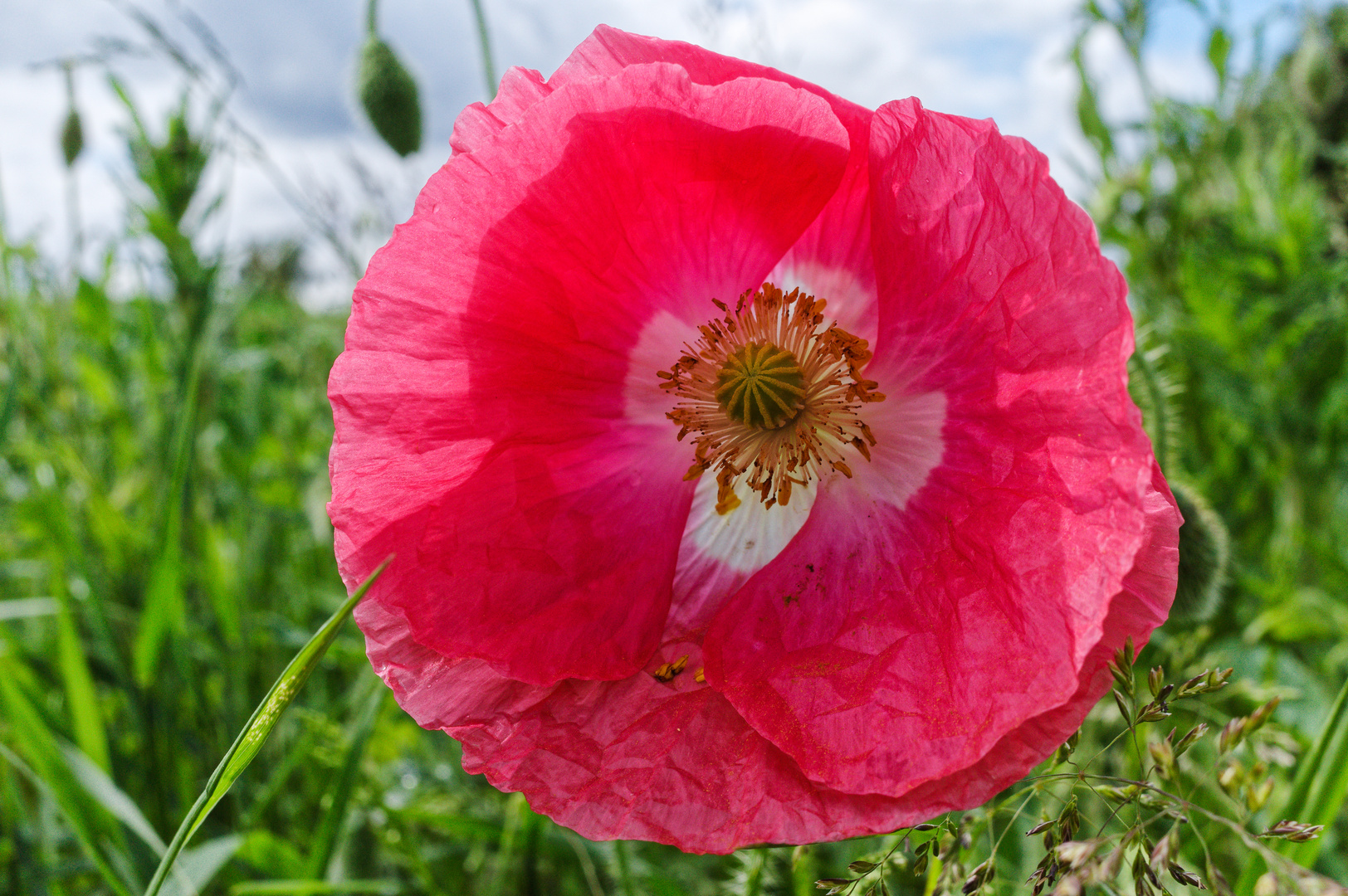 Mohnblüte irgendwie anders