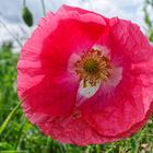 Mohnblüte irgendwie anders