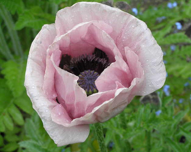 Mohnblüte, mal nicht in rot!