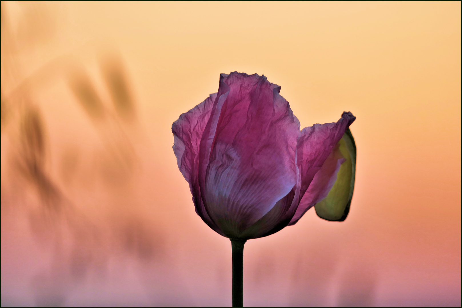 Mohnblüte mit Anhang 