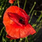 Mohnblüte mit Besuch