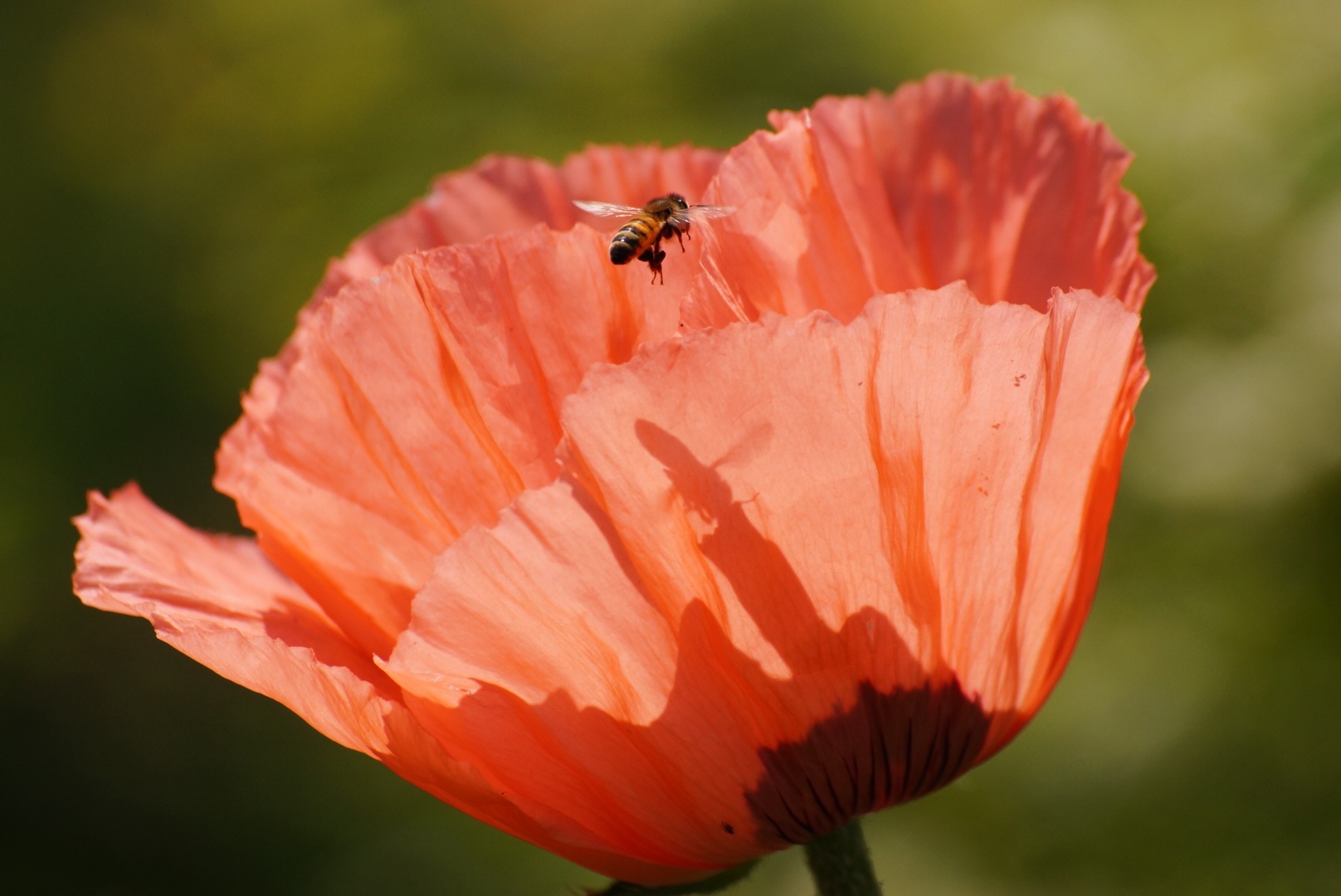 Mohnblüte mit Besuch