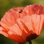 Mohnblüte mit Besuch