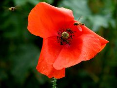 Mohnblüte mit Besuch