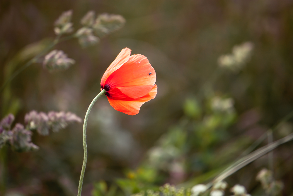 Mohnblüte mit Besucher