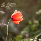 Mohnblüte mit Besucher