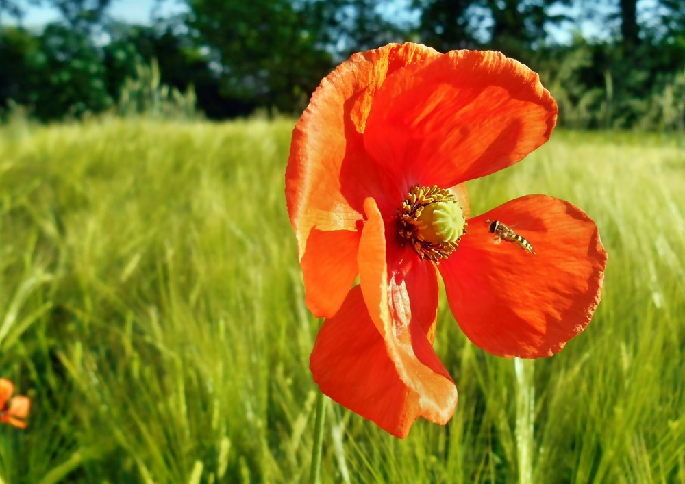 Mohnblüte mit Besucher