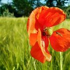 Mohnblüte mit Besucher