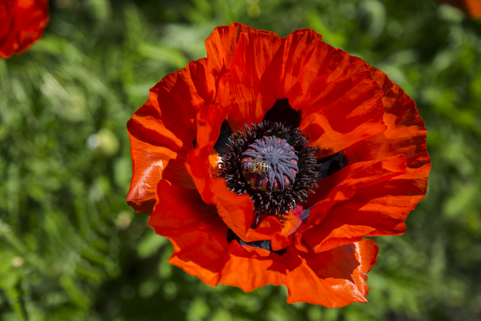 Mohnblüte mit Biene