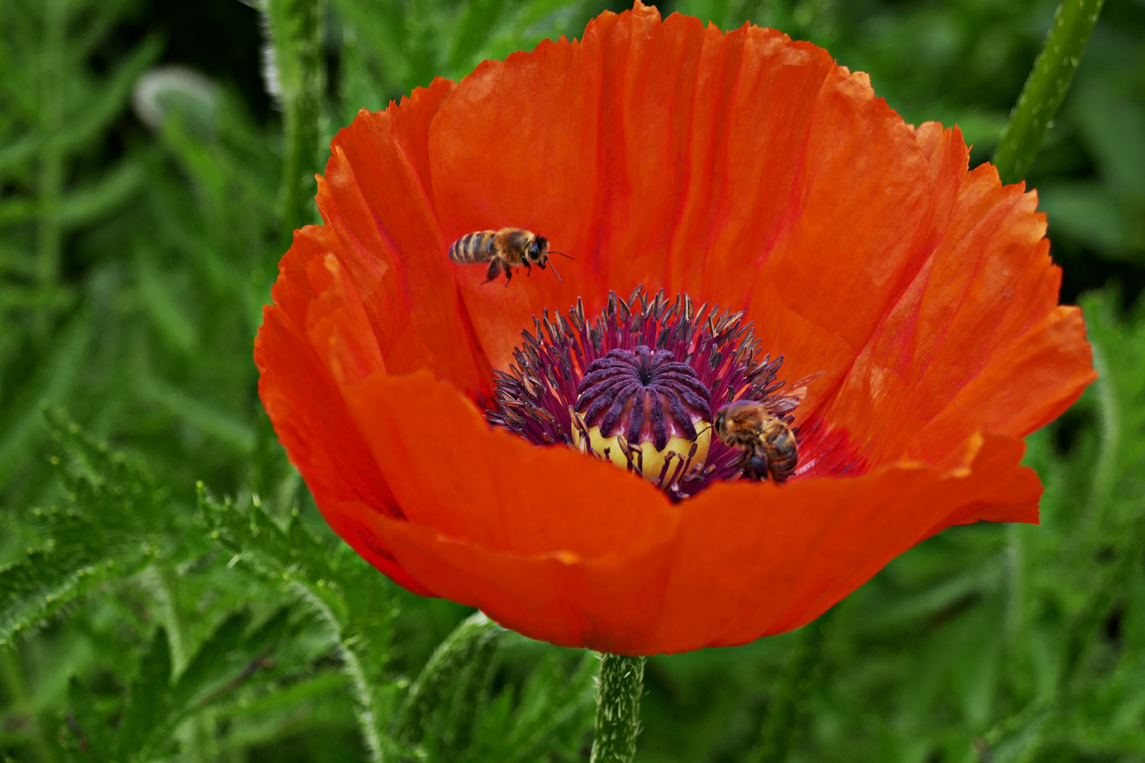 Mohnblüte mit Bienen