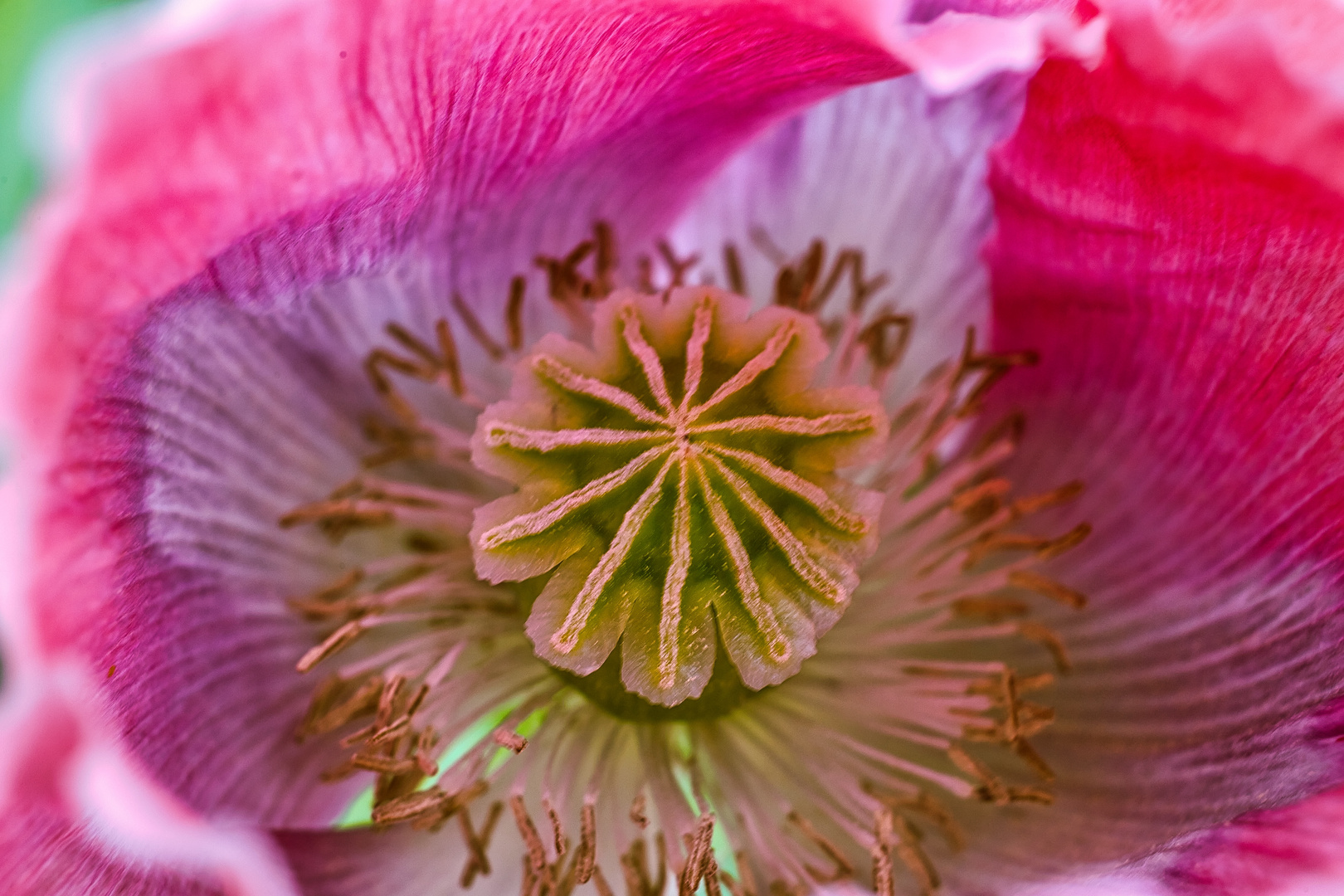 Mohnblüte mit Frucht.