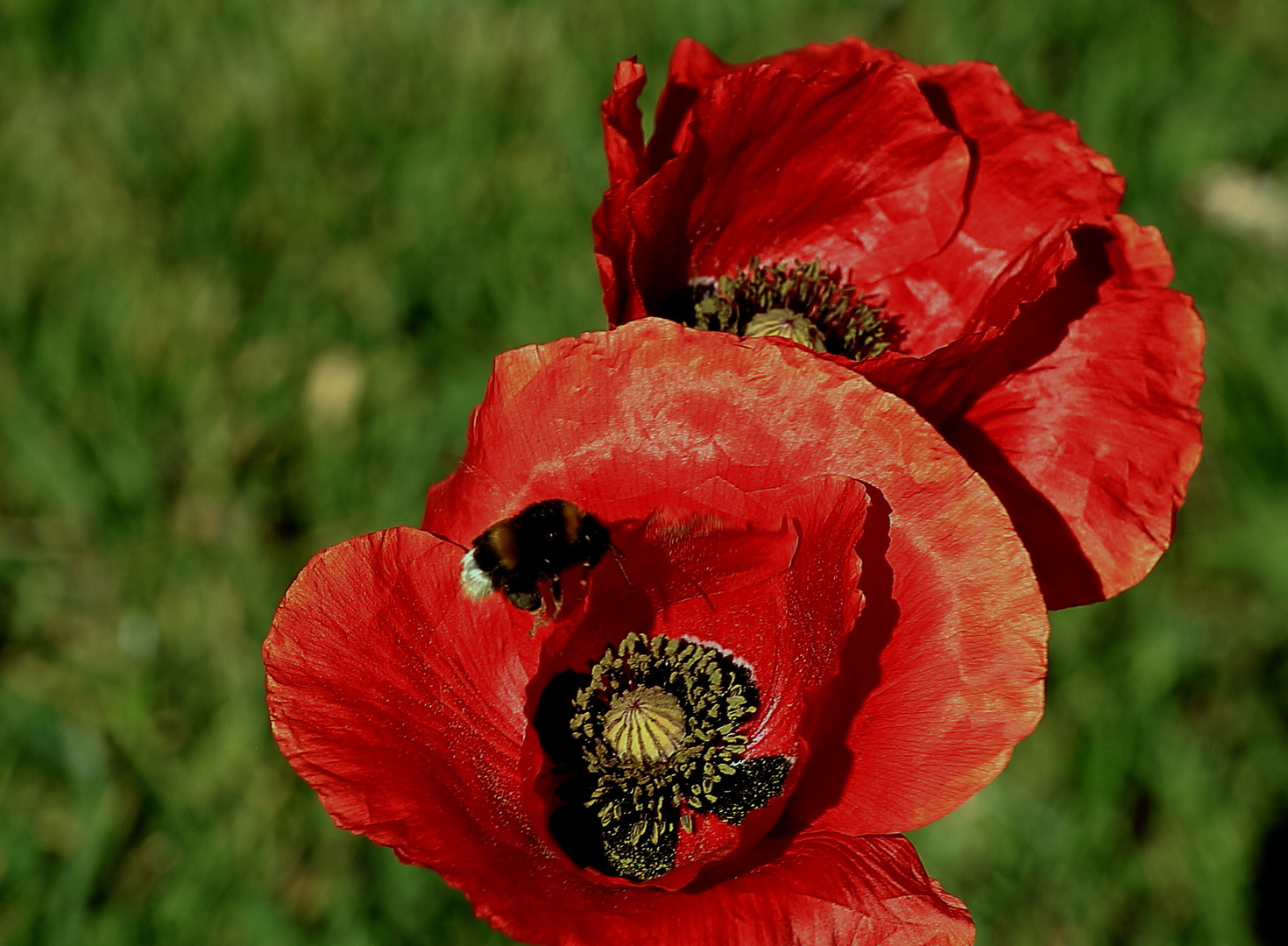 Mohnblüte mit Gast