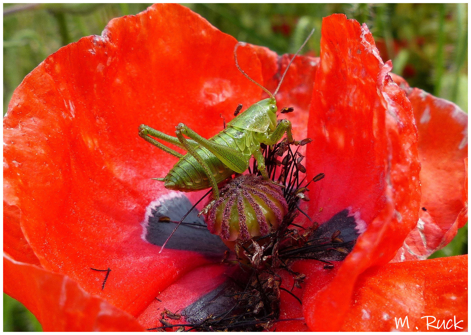 Mohnblüte mit Heupferdchen als Besucher 