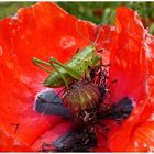 Mohnblüte mit Heupferdchen als Besucher 