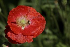 Mohnblüte mit Insekt