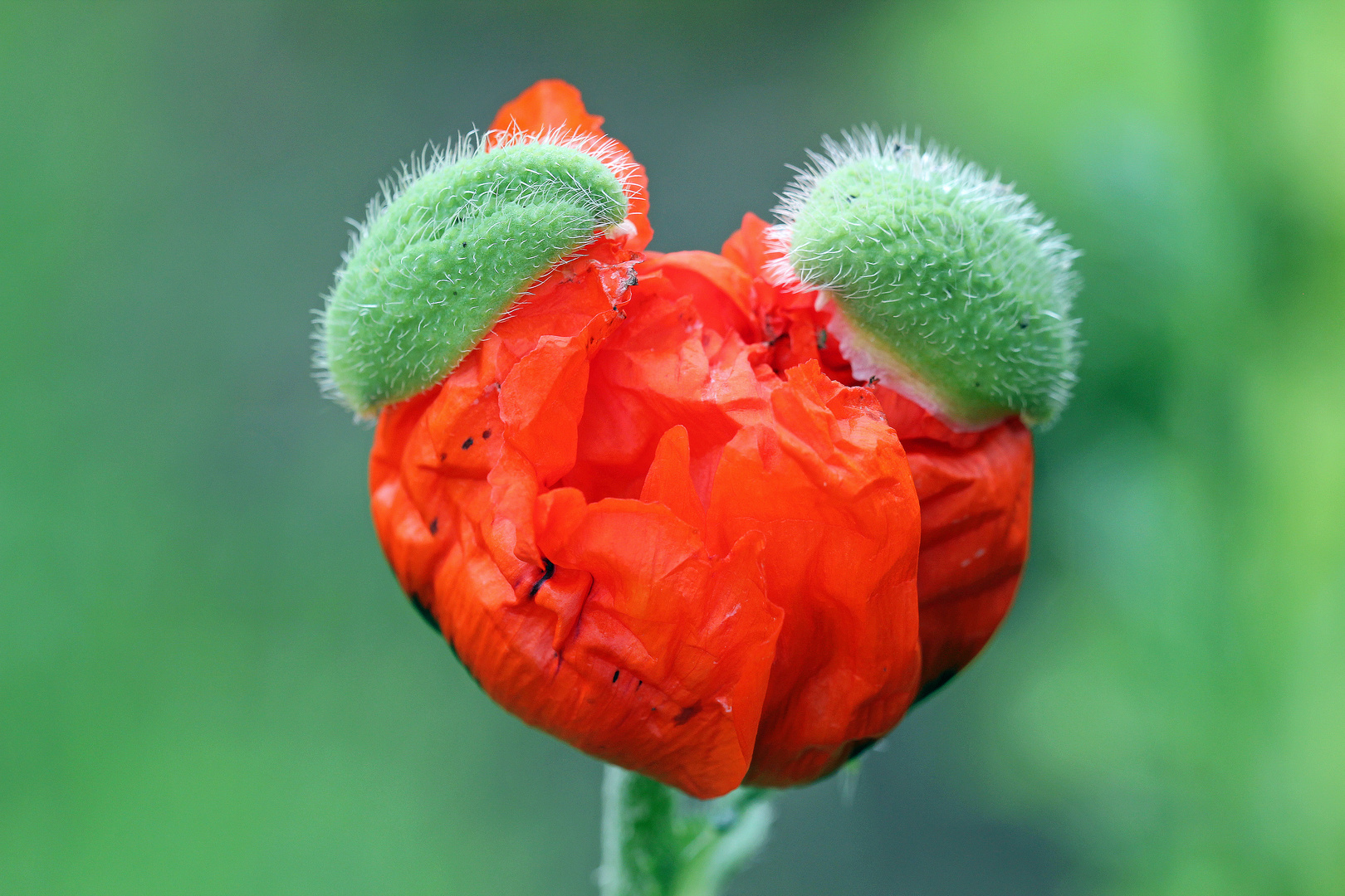 Mohnblüte mit Kappen