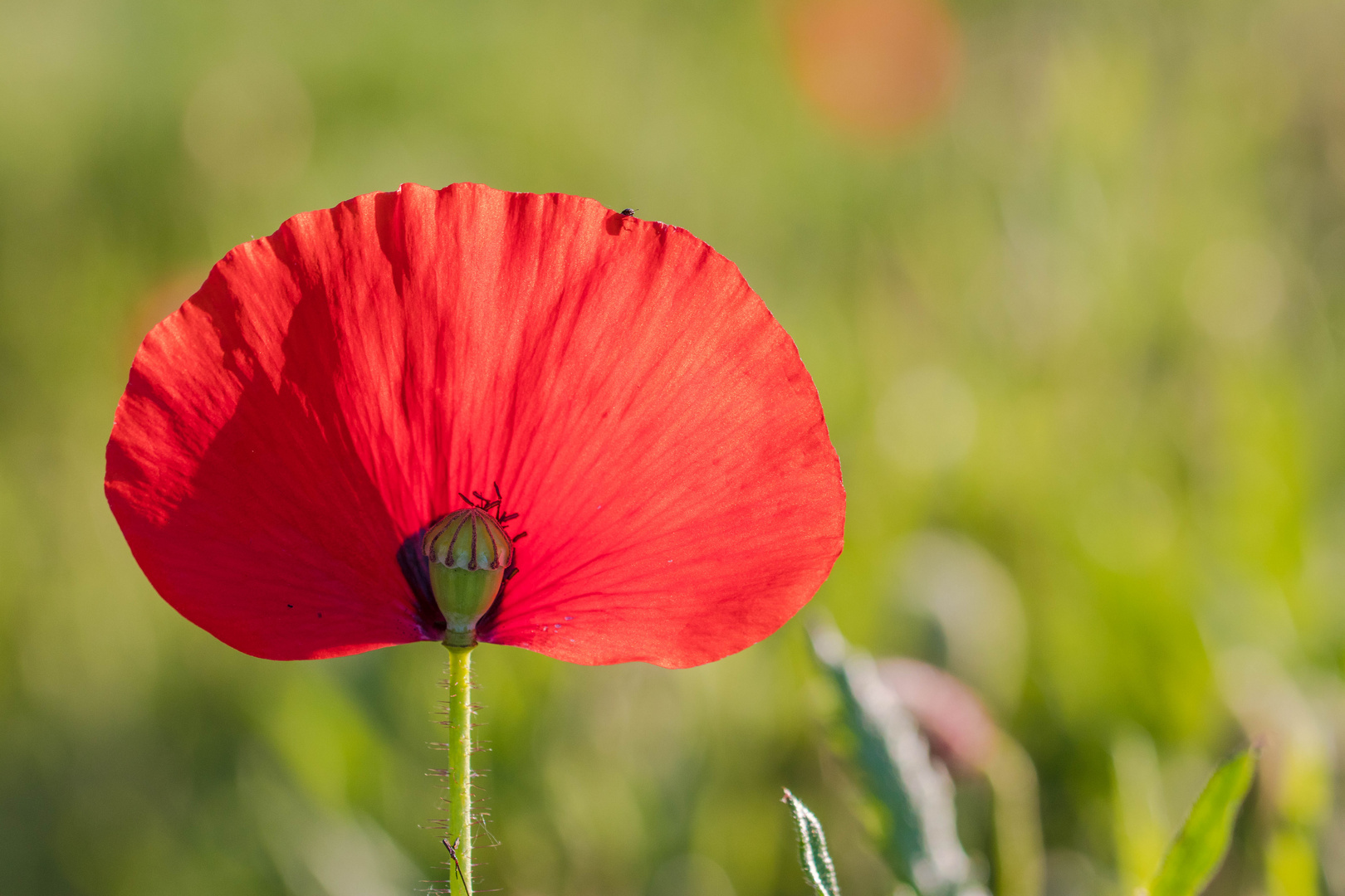 Mohnblüte mit kleinem Besucher