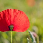 Mohnblüte mit kleinem Besucher