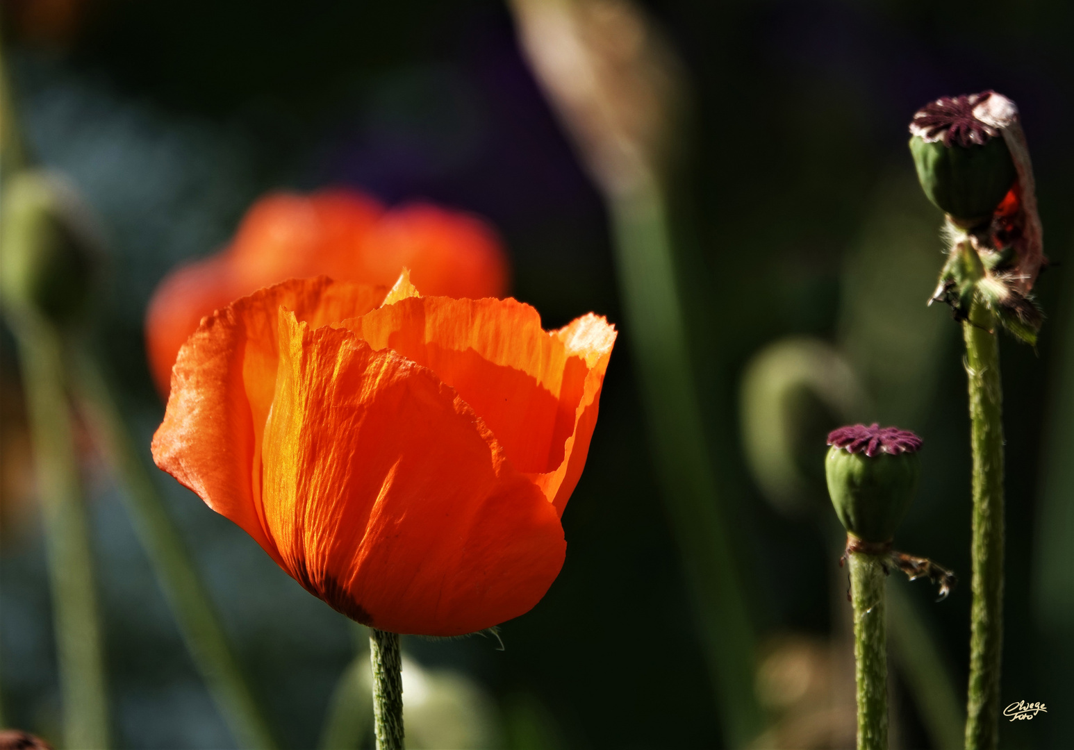 Mohnblüte mit Mohnkapseln