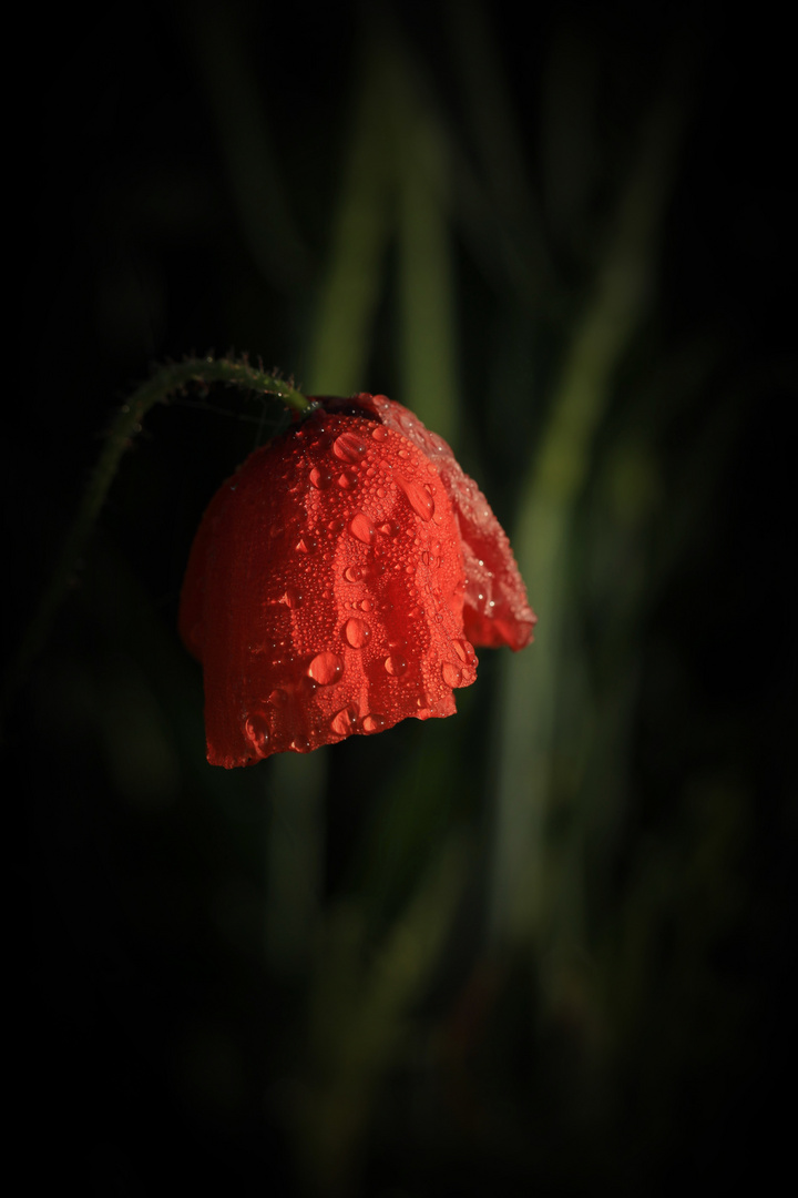 Mohnblüte Mit Morgentau