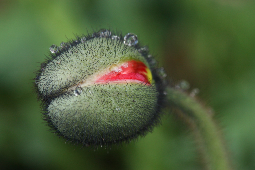 Mohnblüte mit Tautropfen