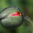 Mohnblüte mit Tautropfen