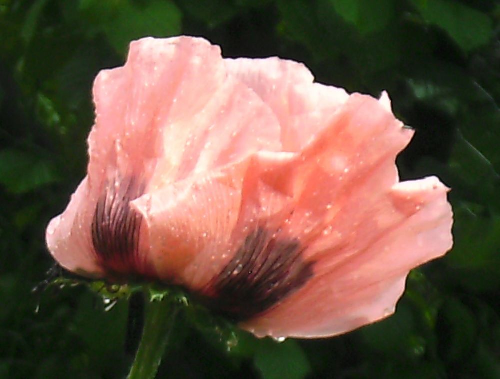 Mohnblüte mit Tropfen von silke bl. 