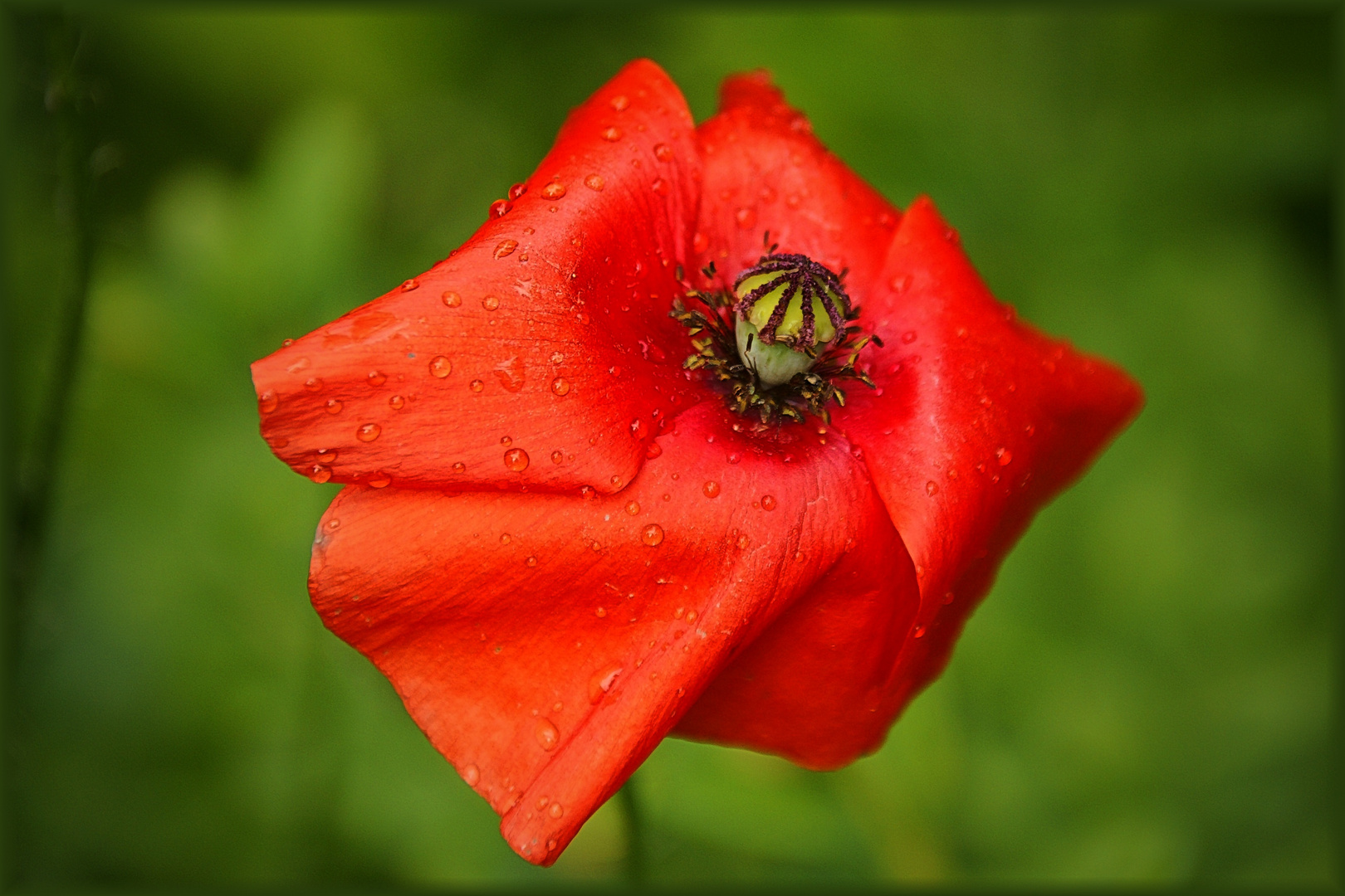 Mohnblüte nach dem Regen