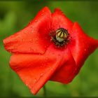 Mohnblüte nach dem Regen