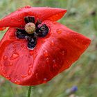 Mohnblüte, nach dem Regen