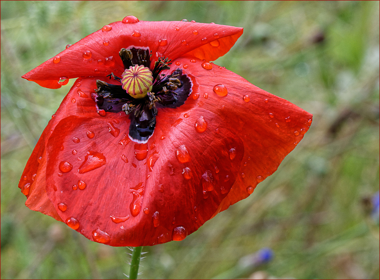 Mohnblüte nach dem Regen