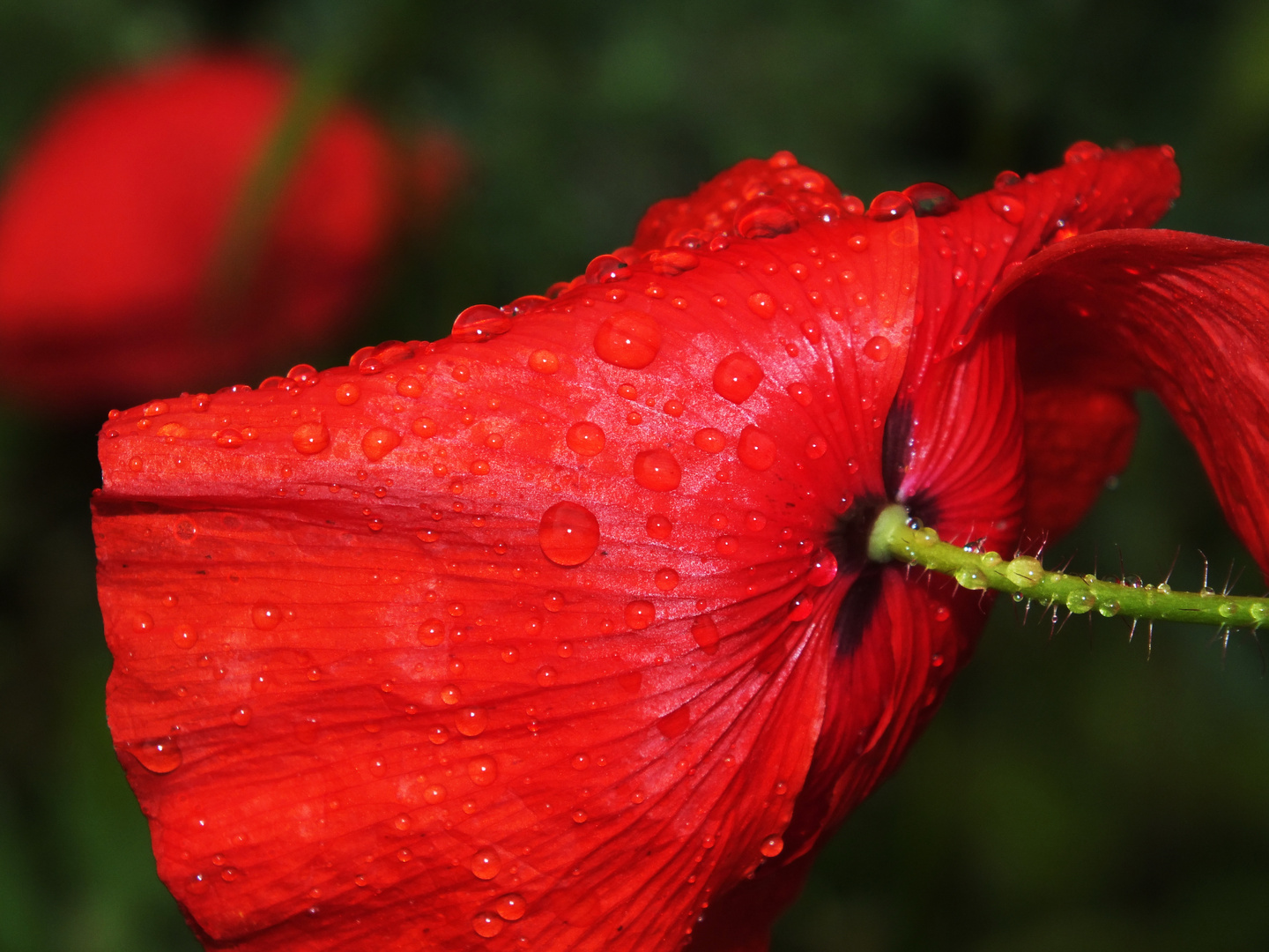 Mohnblüte nach dem Regen