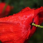 Mohnblüte nach dem Regen