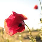 Mohnblüte nach dem Regen 