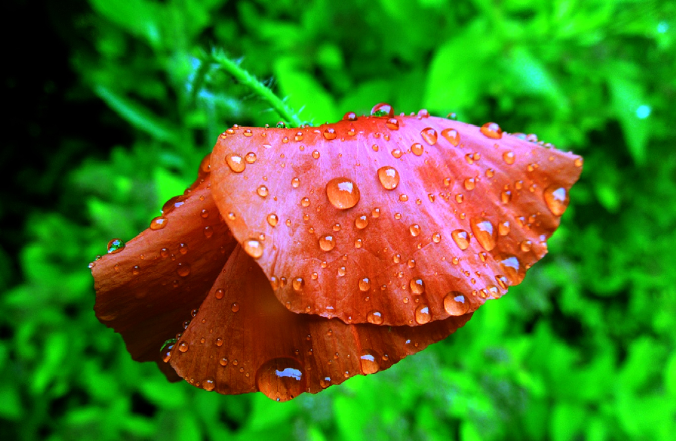 Mohnblüte nach dem Regen