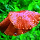 Mohnblüte nach dem Regen