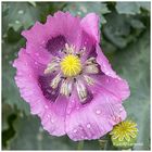 Mohnblüte nach dem Regenguss 