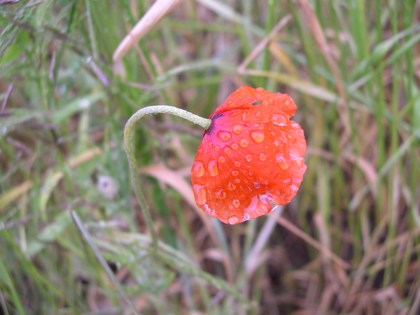 Mohnblüte nach Regen