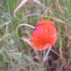 Mohnblüte nach Regen