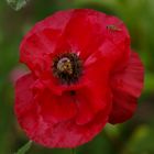 Mohnblüte nach Regen mit Insekten