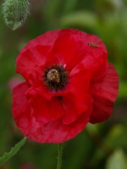 Mohnblüte nach Regen mit Insekten