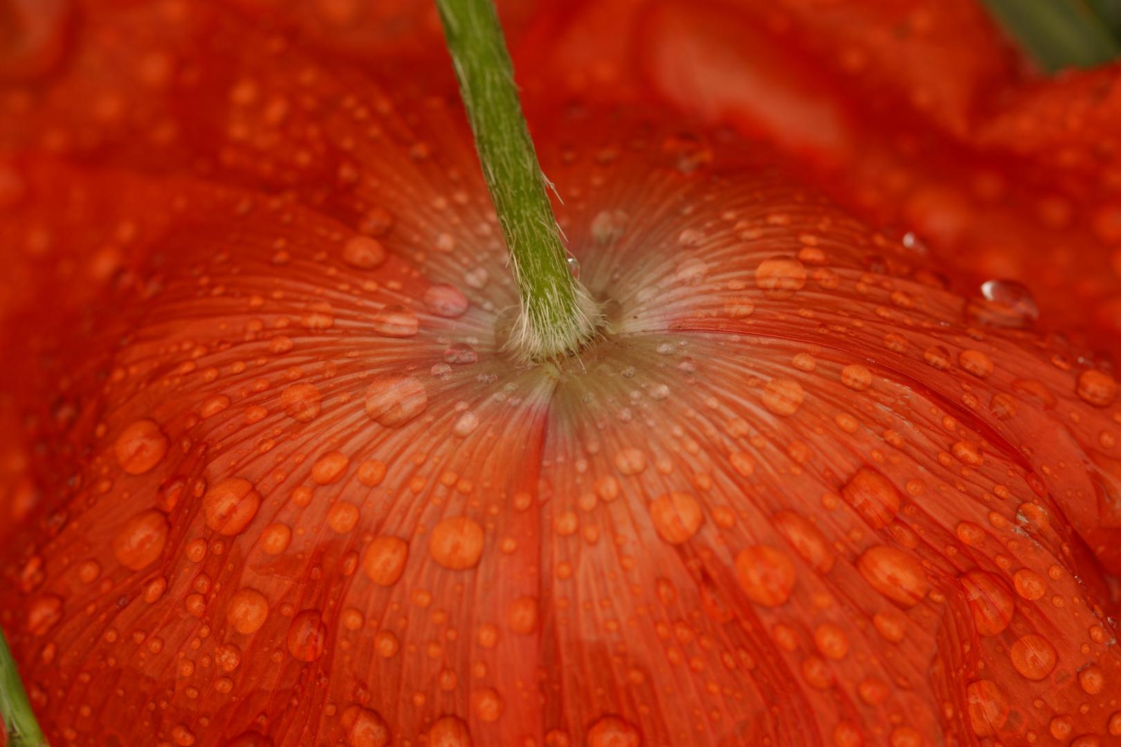 Mohnblüte nach Sommergewitter