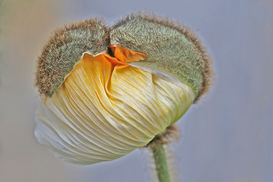 Mohnblüte (papaver nudicaule)