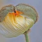 Mohnblüte (papaver nudicaule)