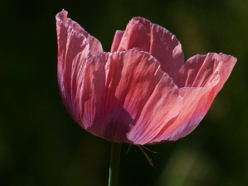 Mohnblüte, rosa