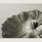 Mohnblüte .sepia