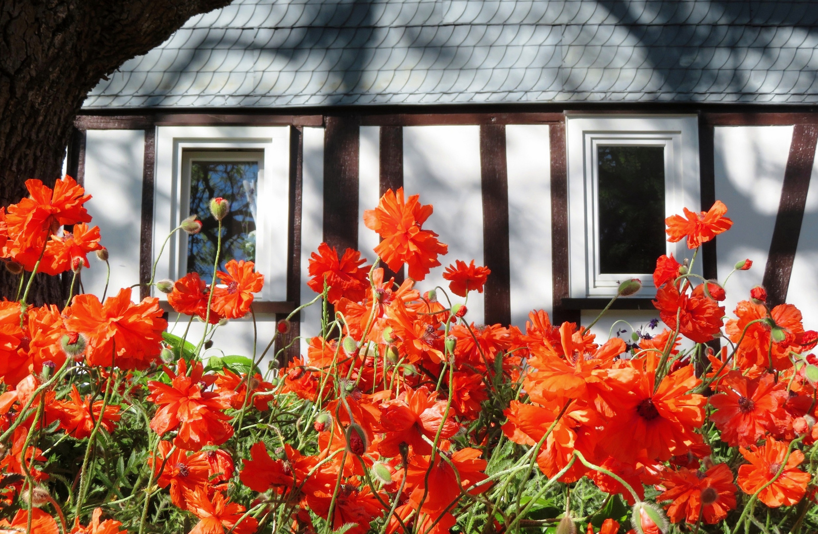 Mohnblüte trifft Fachwerk