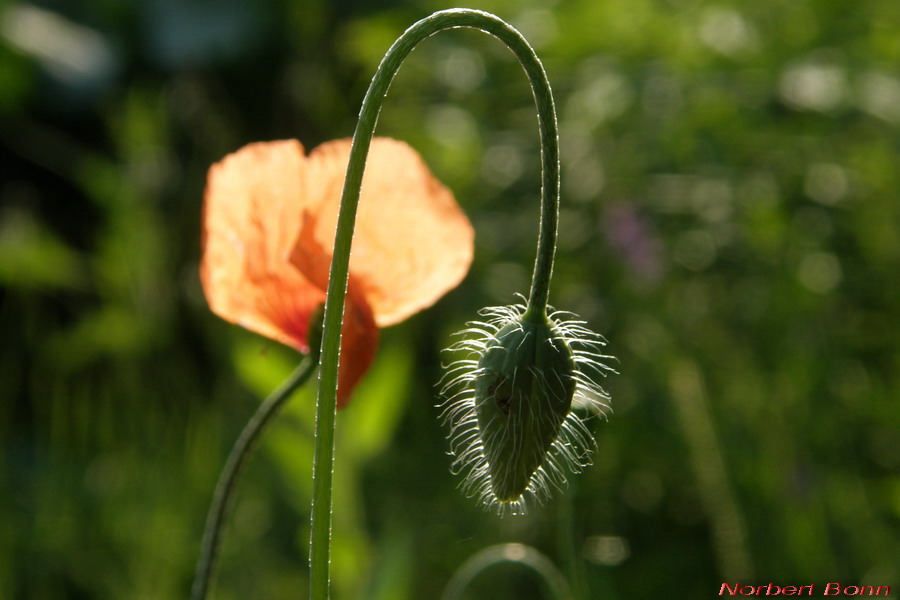 Mohnblüte und Mohnknospe